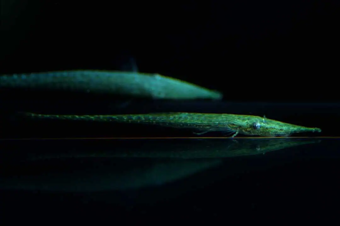 Acestridium dichromum - Grüner Zwergnadelwels