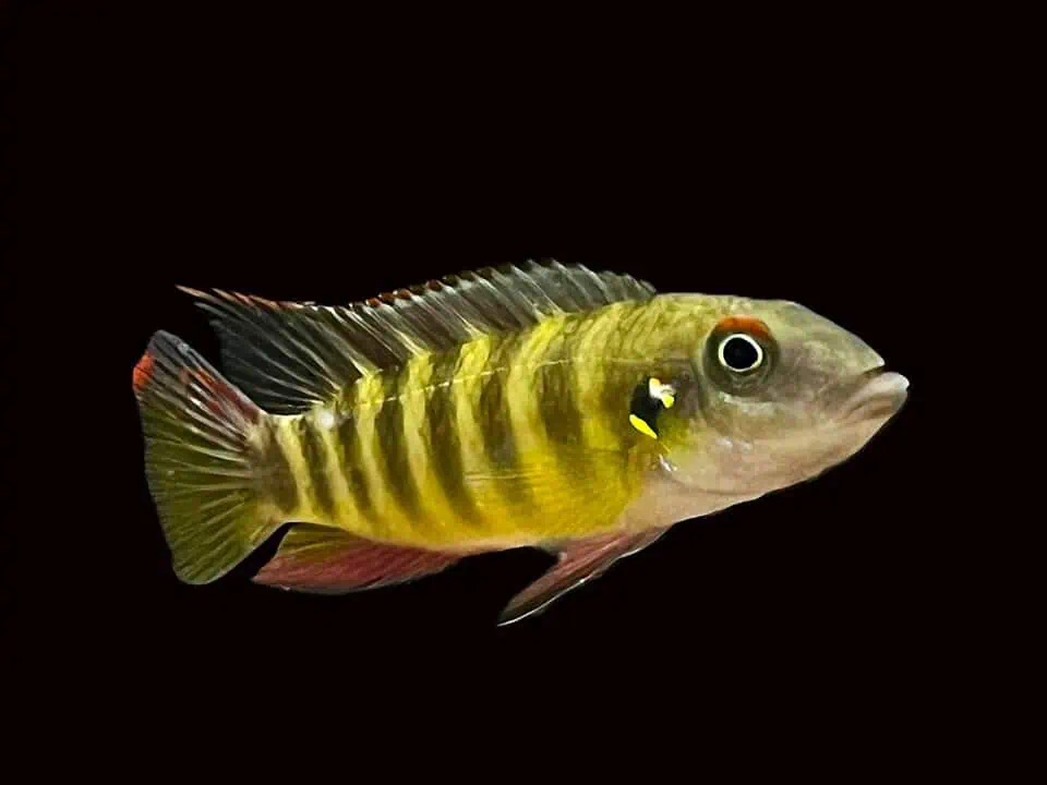 Wallaceochromis Humilis Boffa - Prachtbuntbarsch
