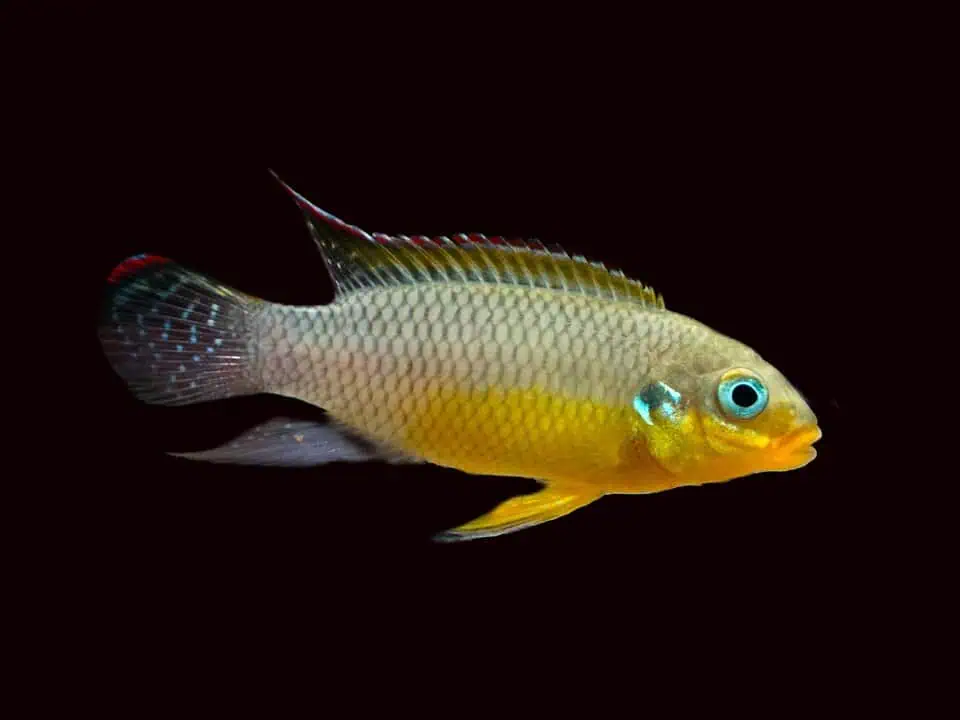 Pelvicachromis Kribensis Lobe