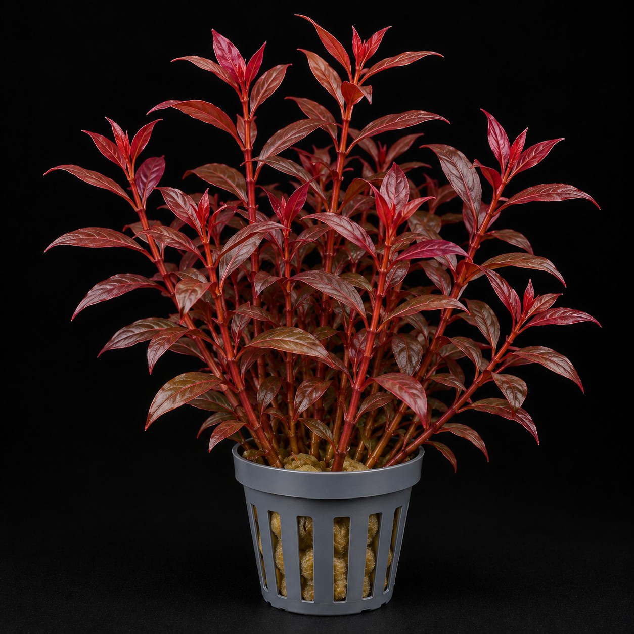 Ludwigia palustris super red
