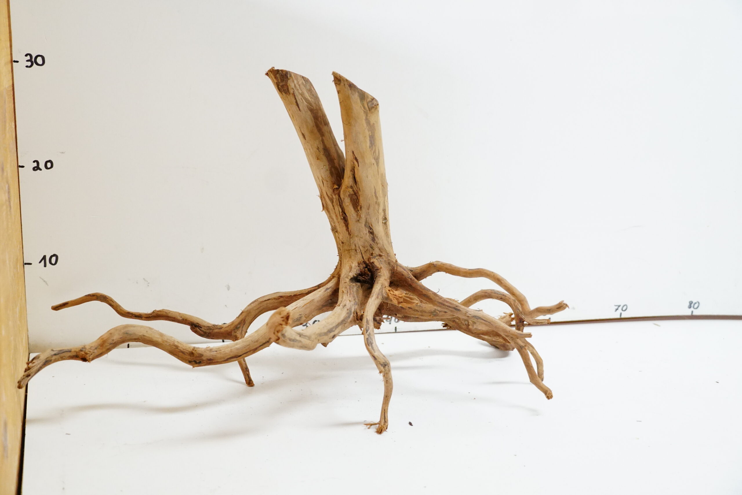 Red  Spider Wood 1