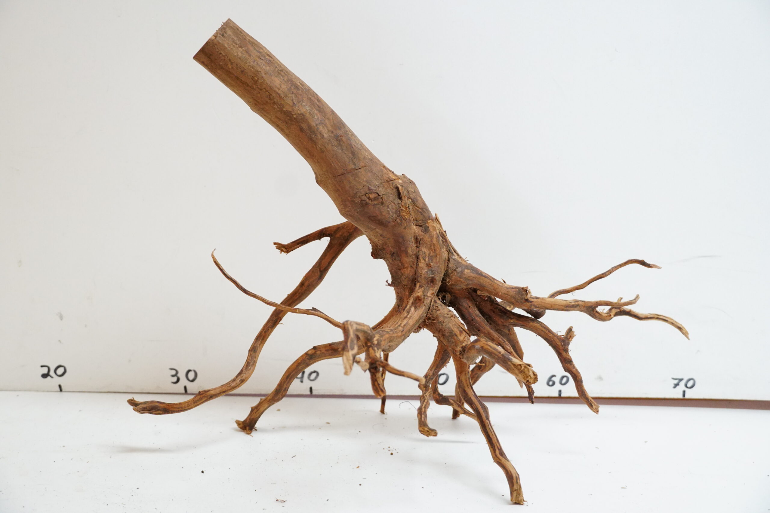 Red Spider Wood 10