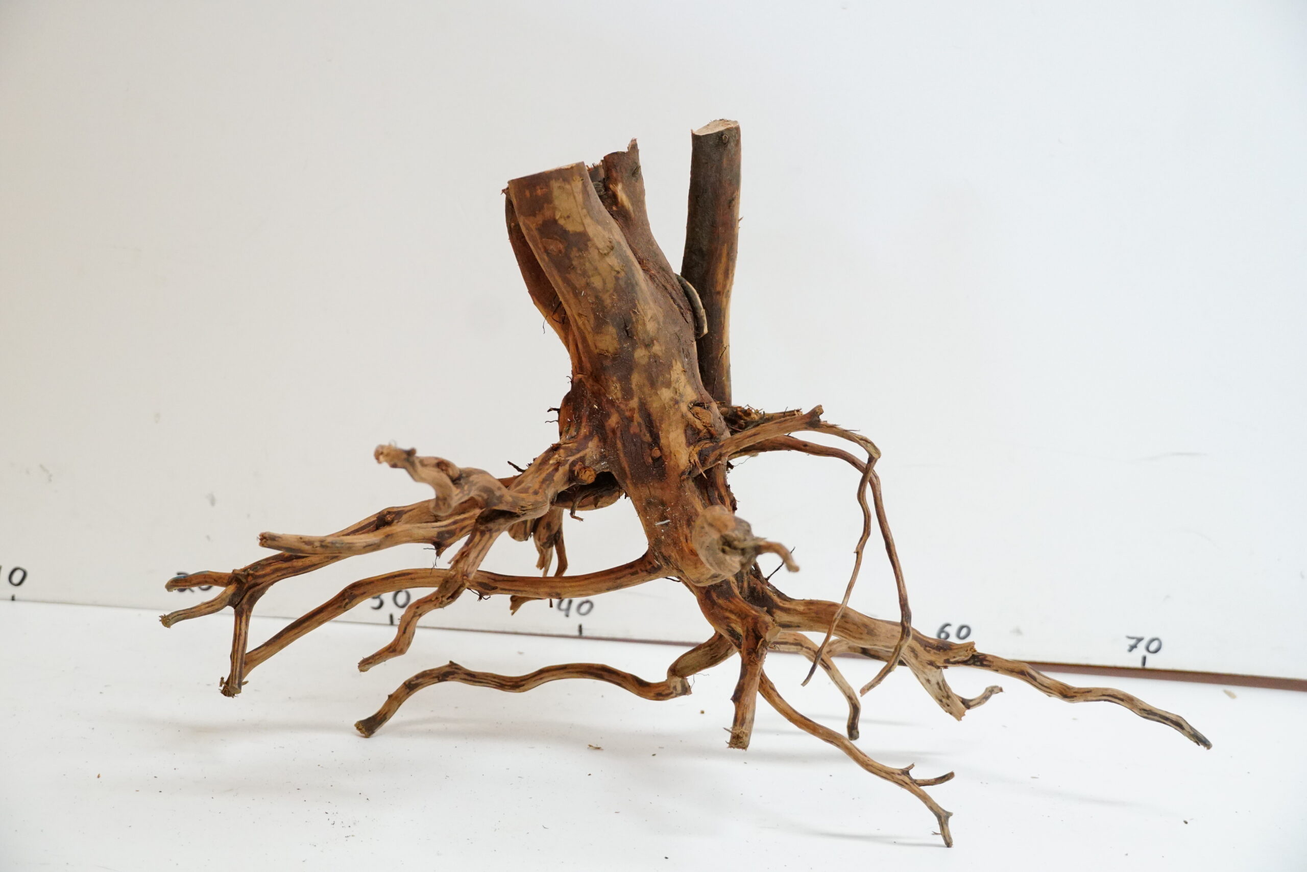 Red Spider Wood
