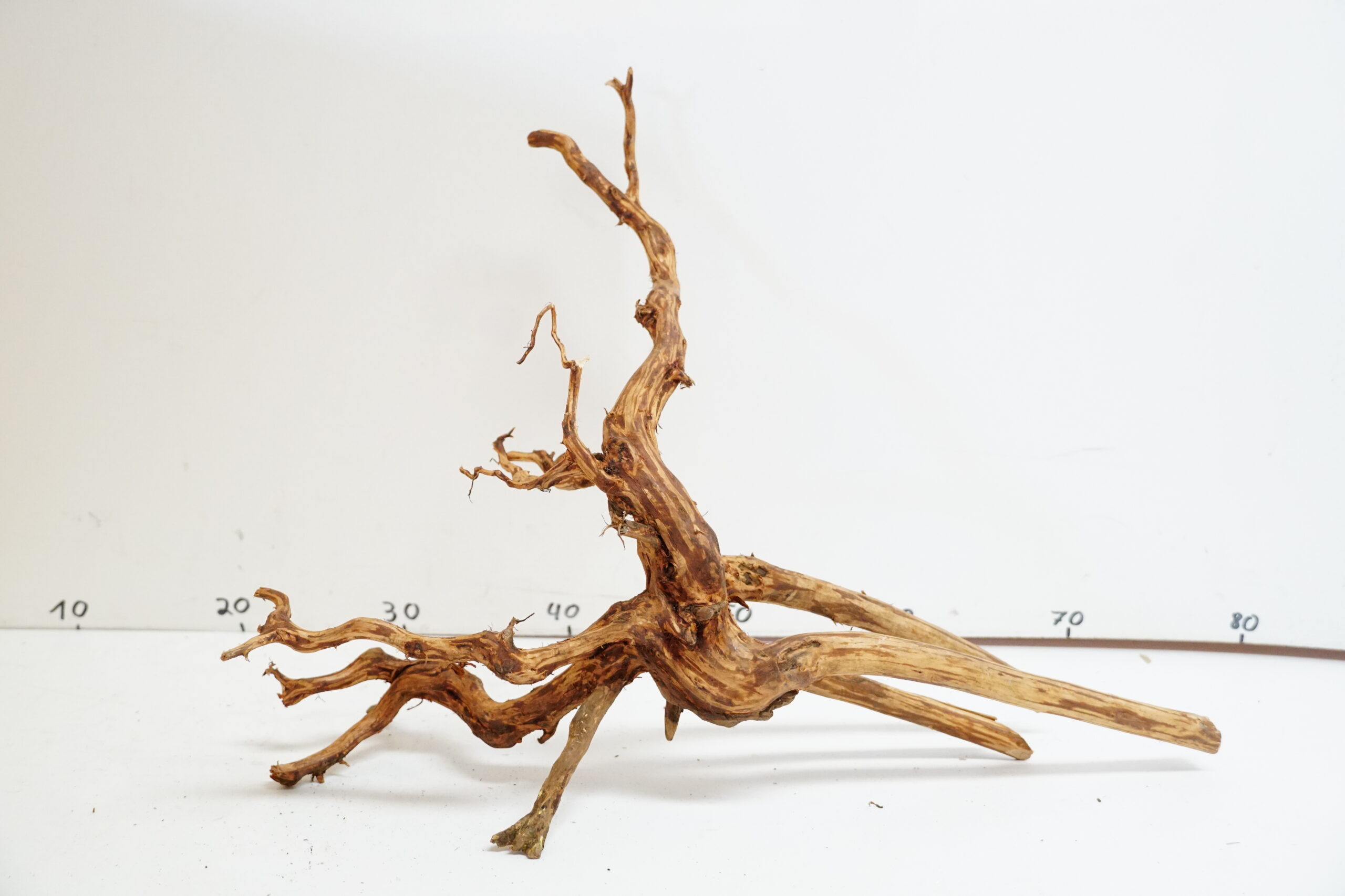 Red Spider Wood 5