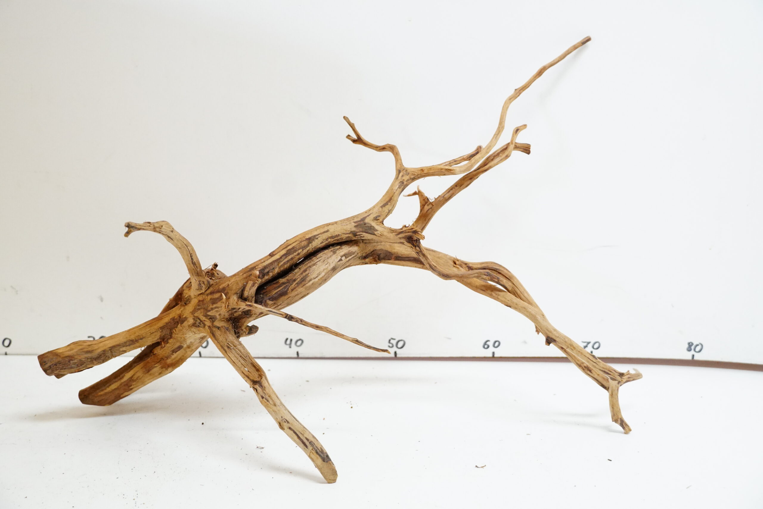 Red Spider Wood 8