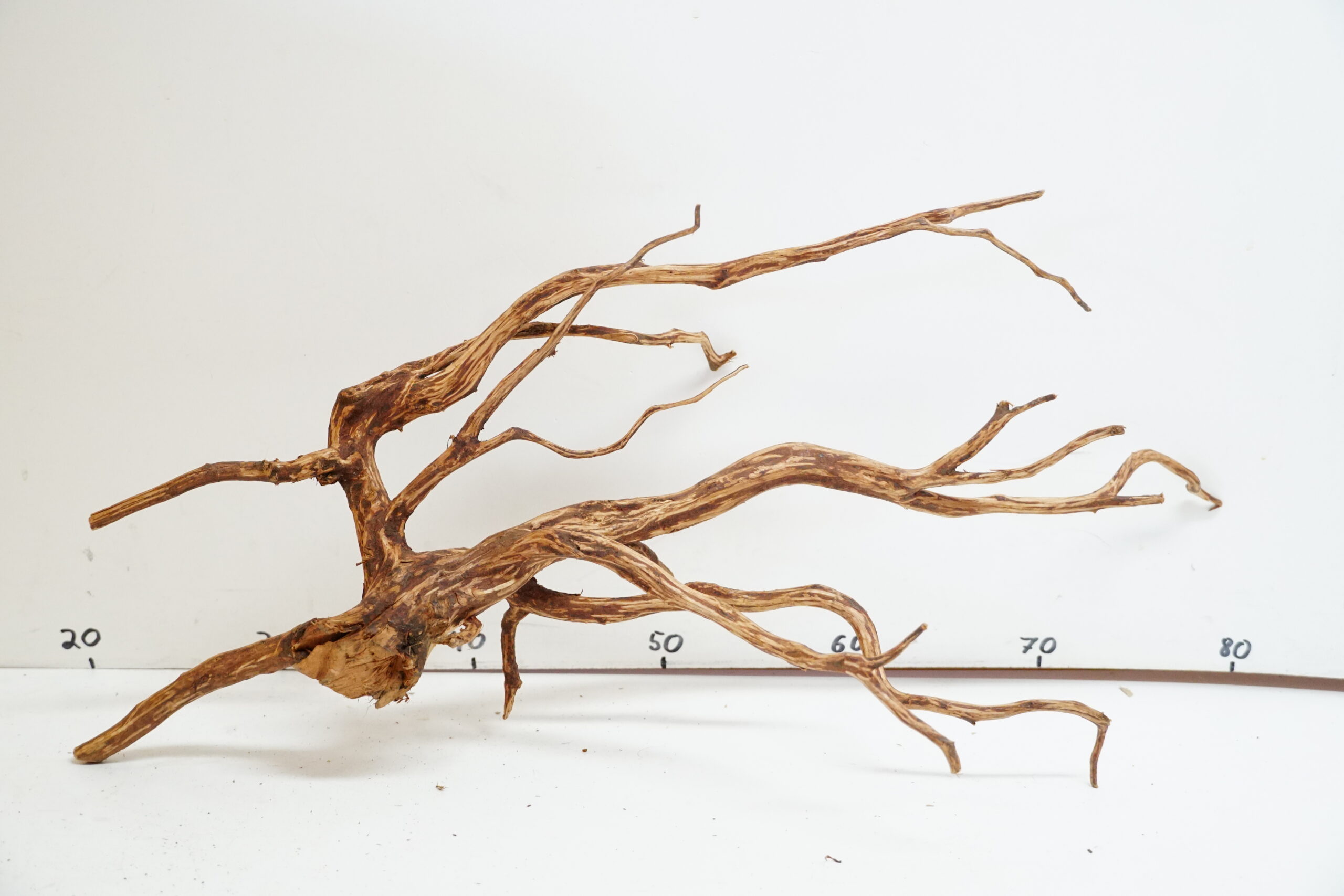 Red Spider Wood 6