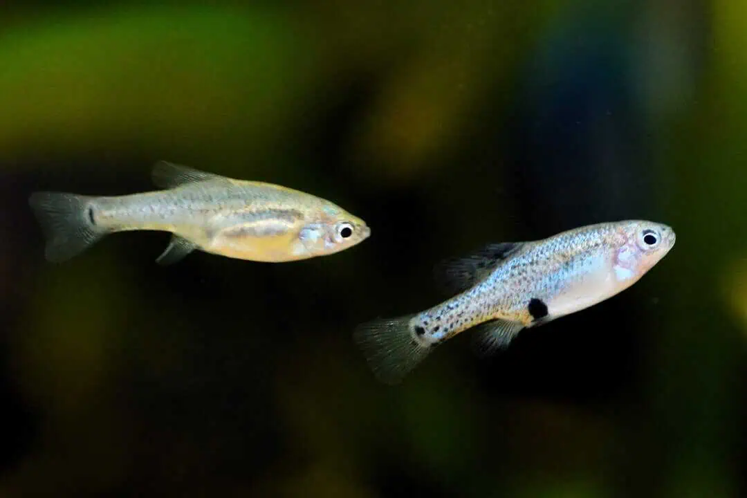 Skiffia multipunctata - Vielpunkt Hochlandkärpfling