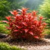 Ludwigia palustris super red