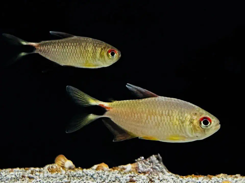 Moenkhausia Pretoensis