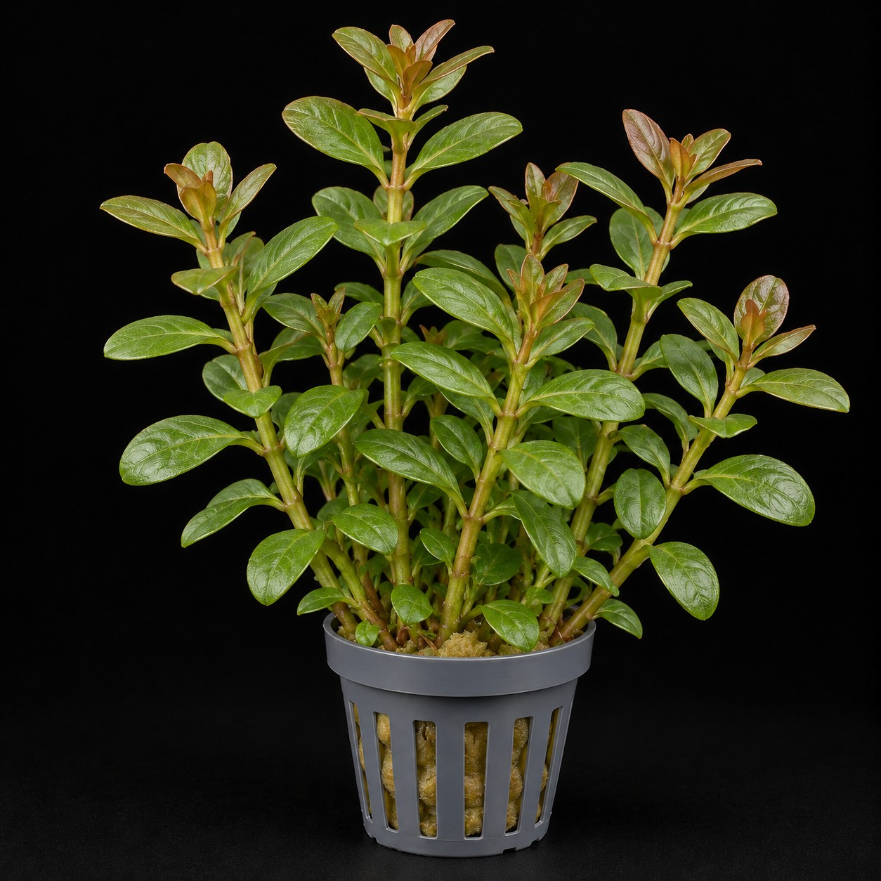 Bacopa caroliniana