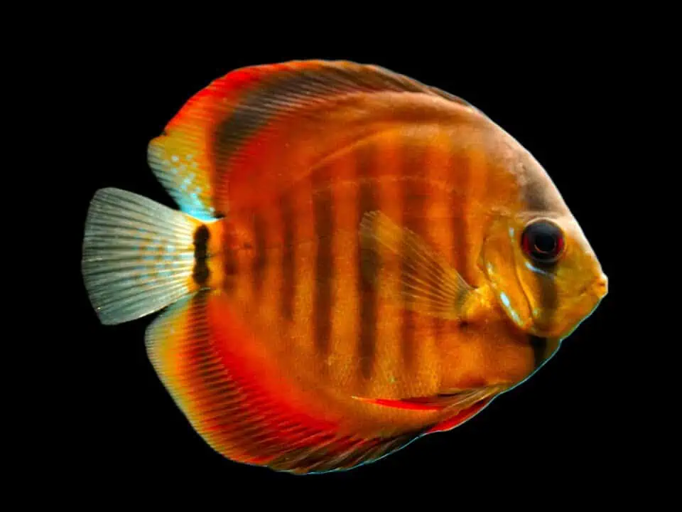 Symphysodon discus - Red Ica Diskus