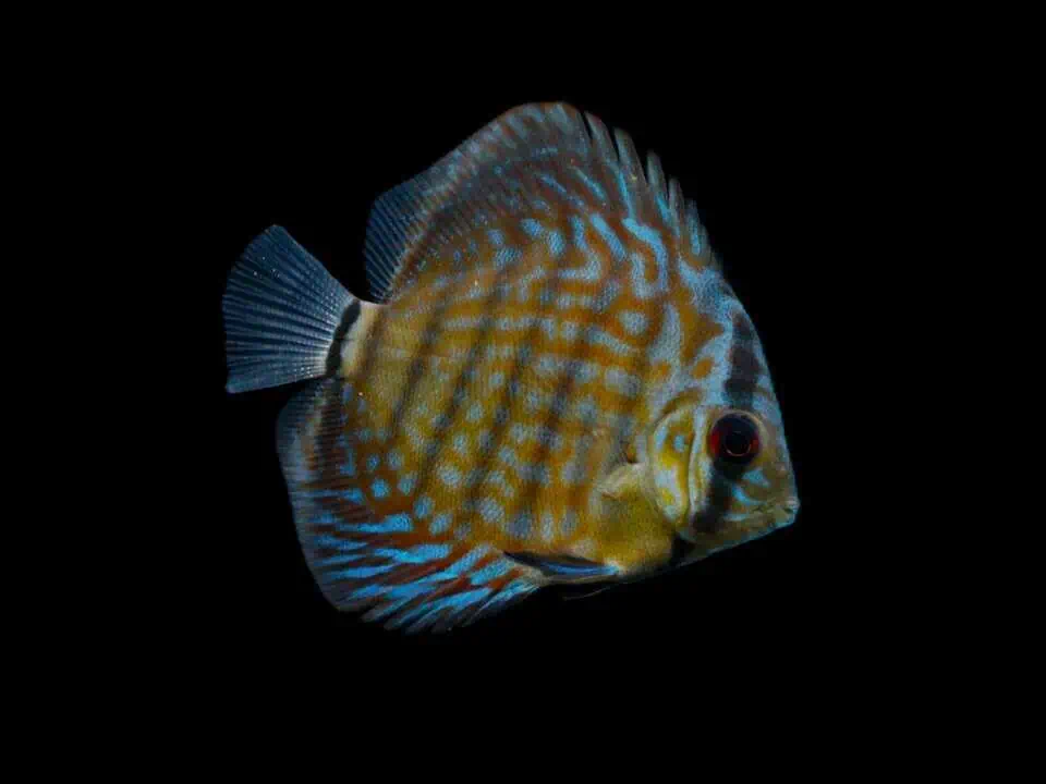 Symphysodon aequifasciatus - Heckel Cross Diskus 6-8cm