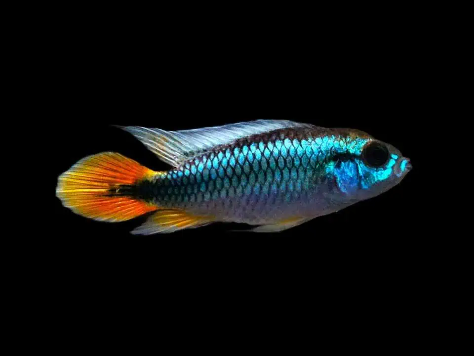 Apistogramma agassizii 'Alemare red tail'
