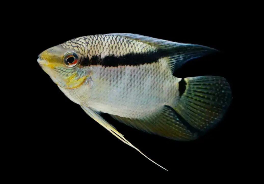 Mesonauta insignis - Orangefleck Flaggenbuntbarsch