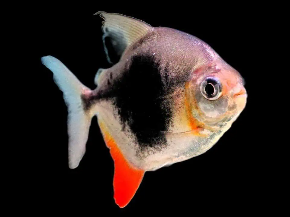 Myloplus Lamax III - Blaubeerenscheibensalmler