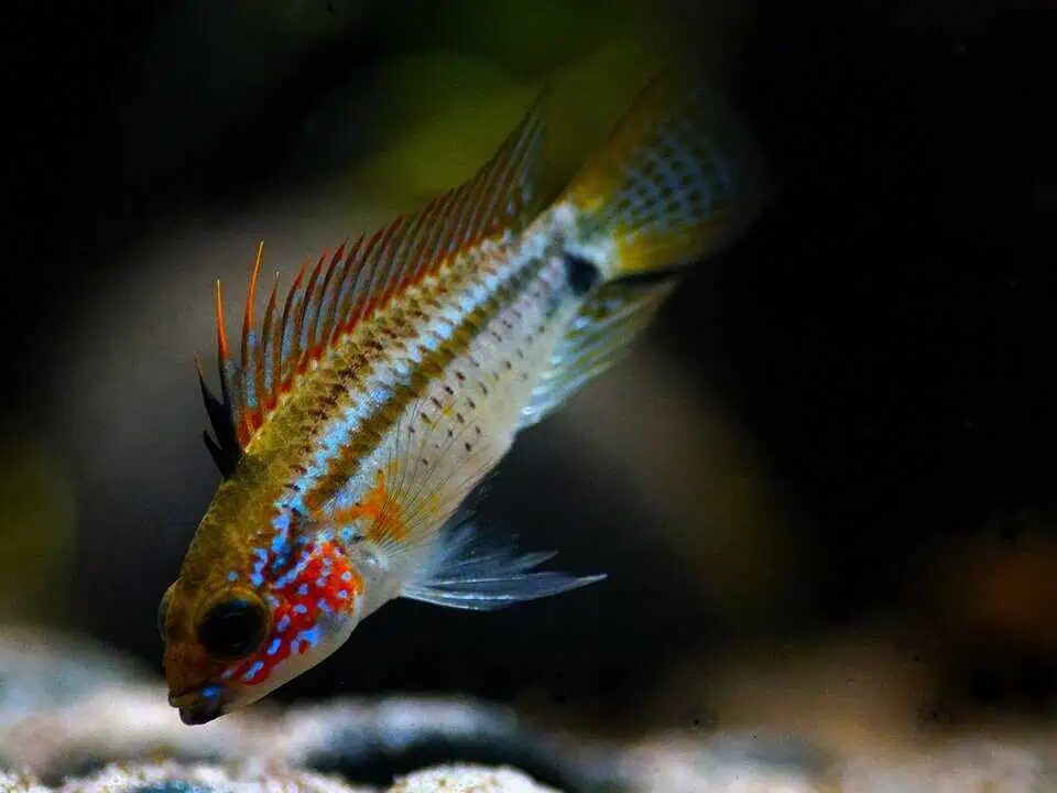 Apistogramma eremnopyge - Erdbeer-Zwergbuntbarsch