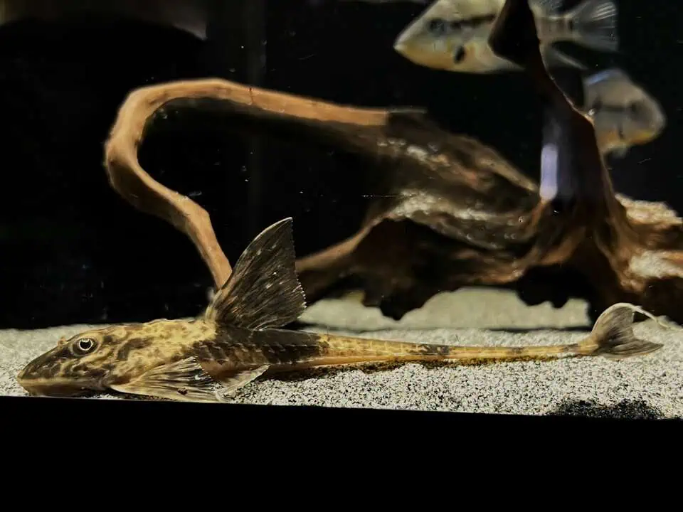 Loricaria simillima - Maulbrütender Hexenwels