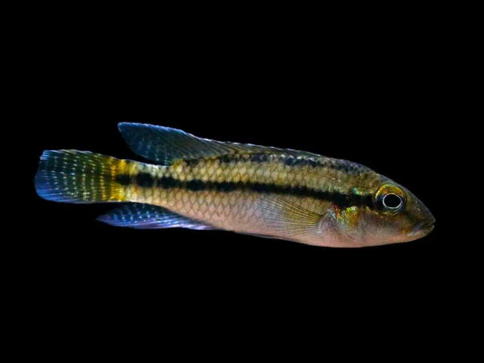Parananochromis caudifasciatus