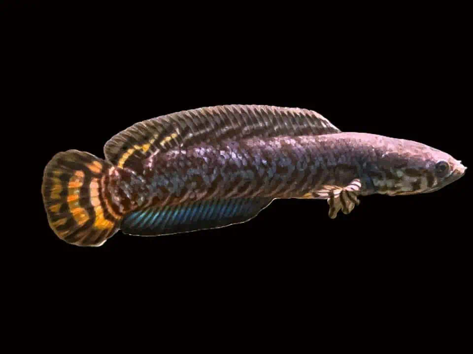 Channa bleheri - Regenbogen-Schlangenkopf