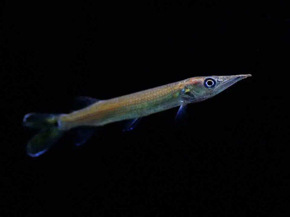 Ctenolucius hujeta - Hujeta-Hechtsalmler,