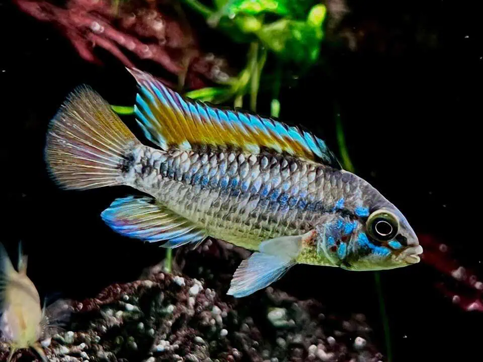 Apistogramma cf. cinilabra - Nanay Zwergbuntbarsch
