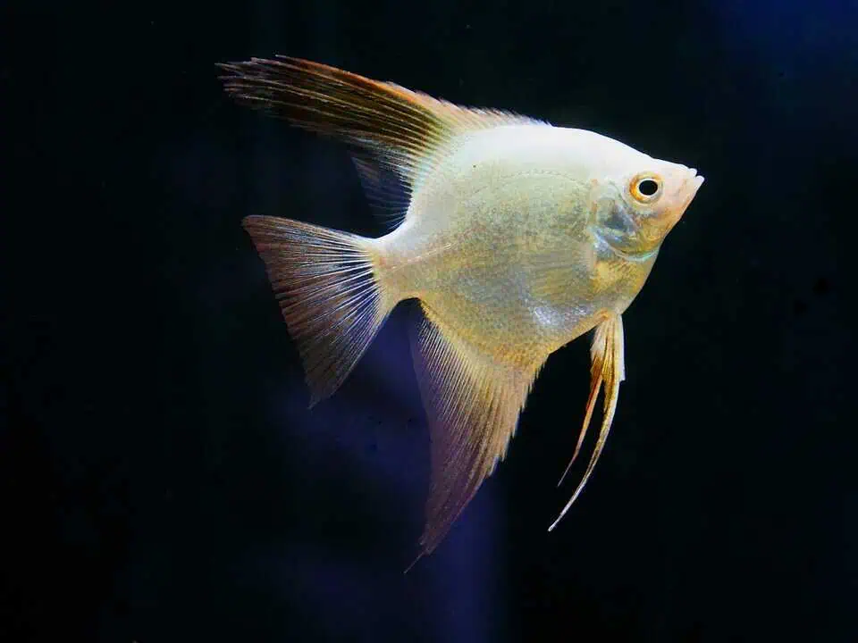 Pterophyllum scalare - Bulgarian Green Seal Point Skalar