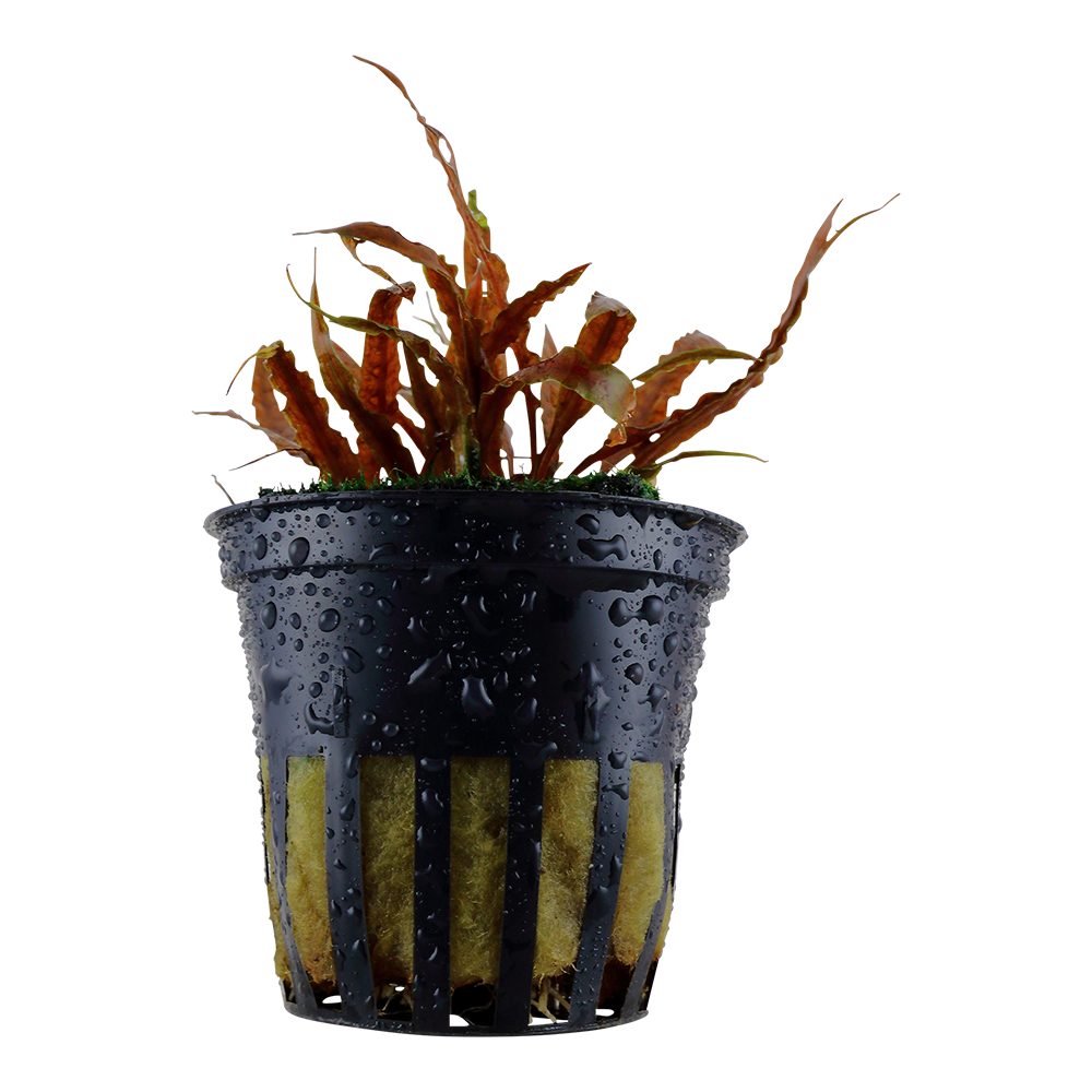 Cryptocoryne albida 'Brown' – Weißlicher Wasserkelch – Bild 2
