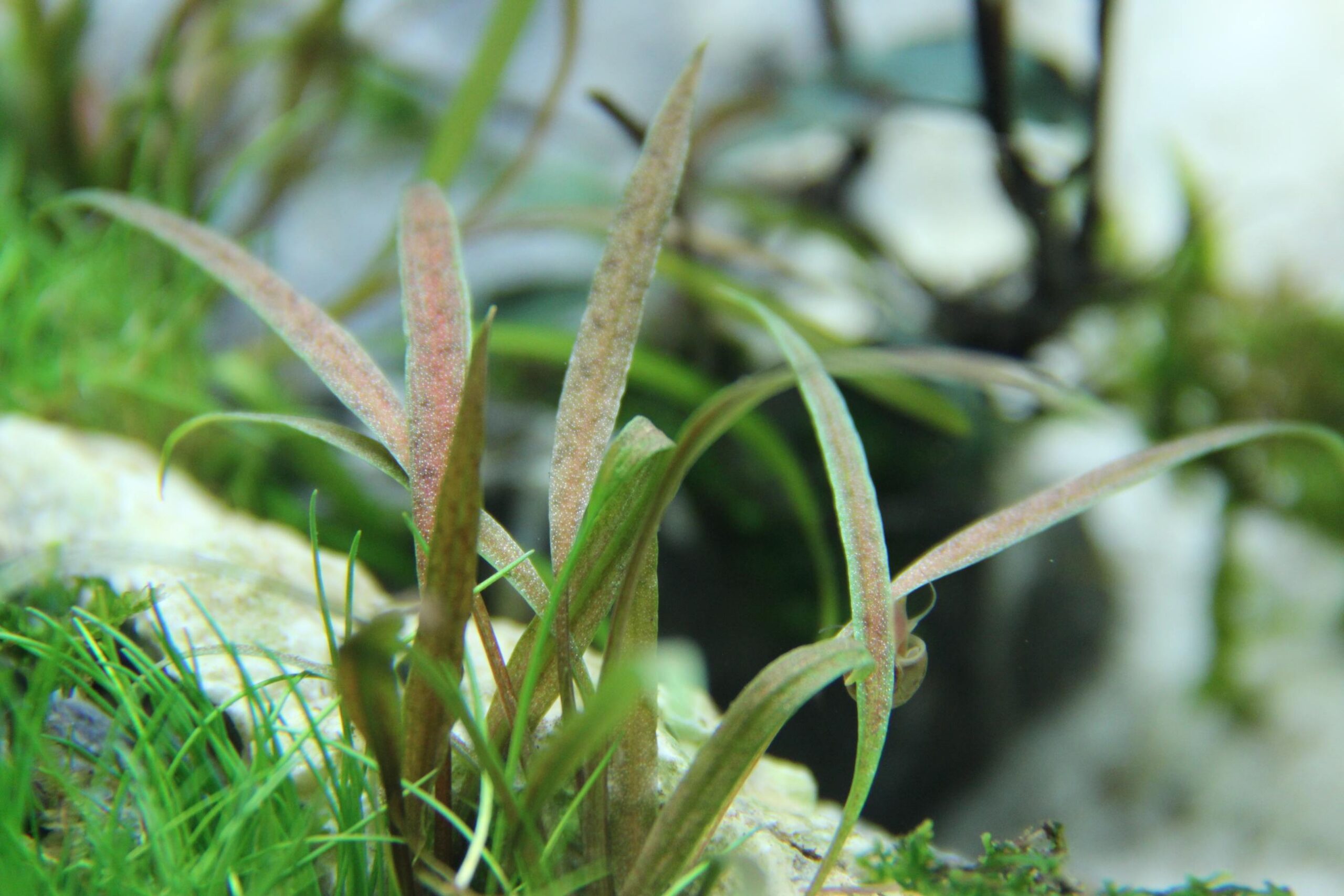 Cryptocoryne albida 'Brown' – Weißlicher Wasserkelch – Bild 3