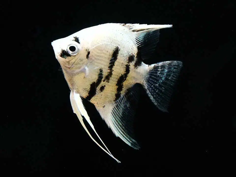 Pterophyllum scalare "Panda" - Skalar platinum marble