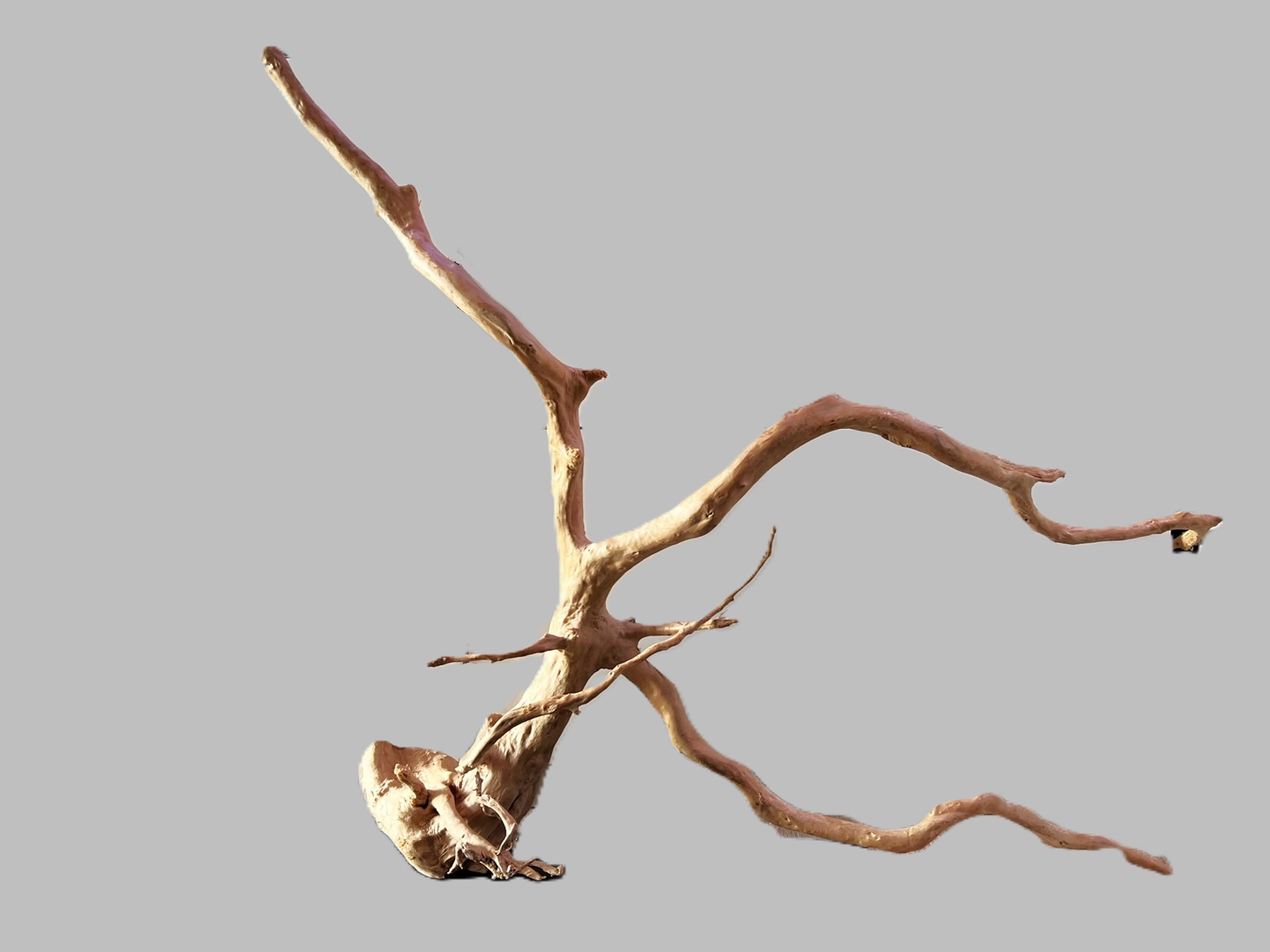 Moorwurzel 1