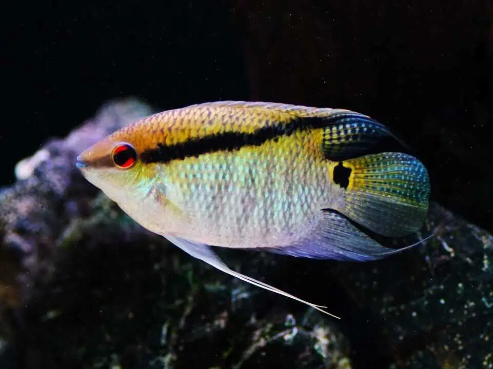 Mesonauta egregius - Flaggenbuntbarsch