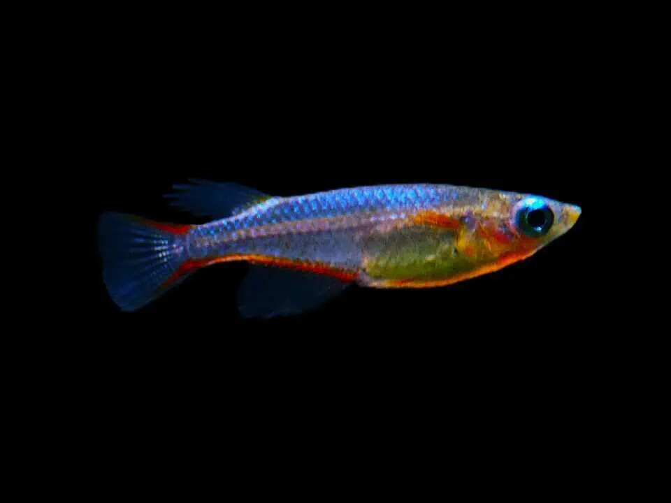 Oryzias woworae - Neon Reisfisch