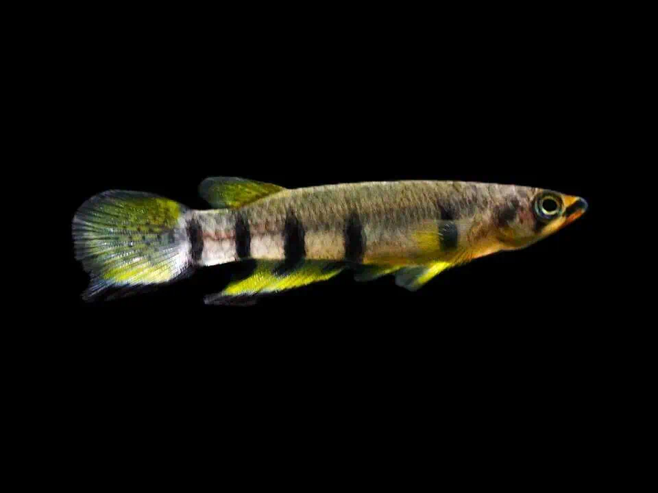 Epiplatys dageti monroviae - Monrovia-Hechtling