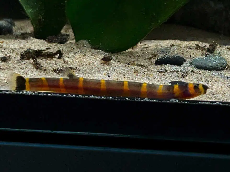 Pangio Myersi - Riesendornauge