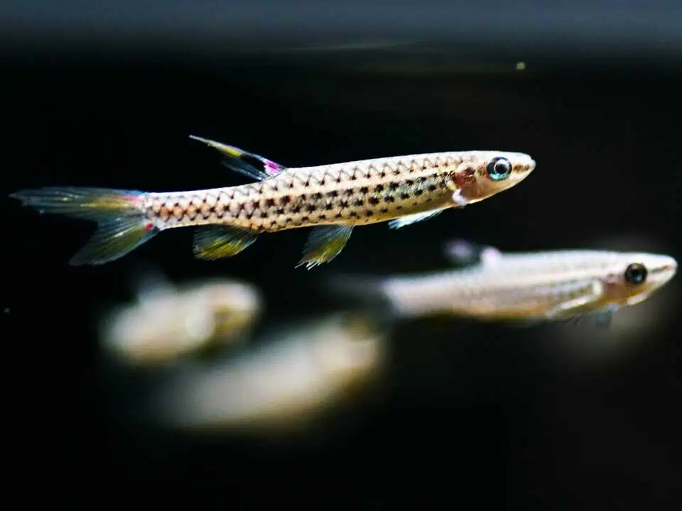 Copella meinkeni - Rotpunkt Spritzsalmler