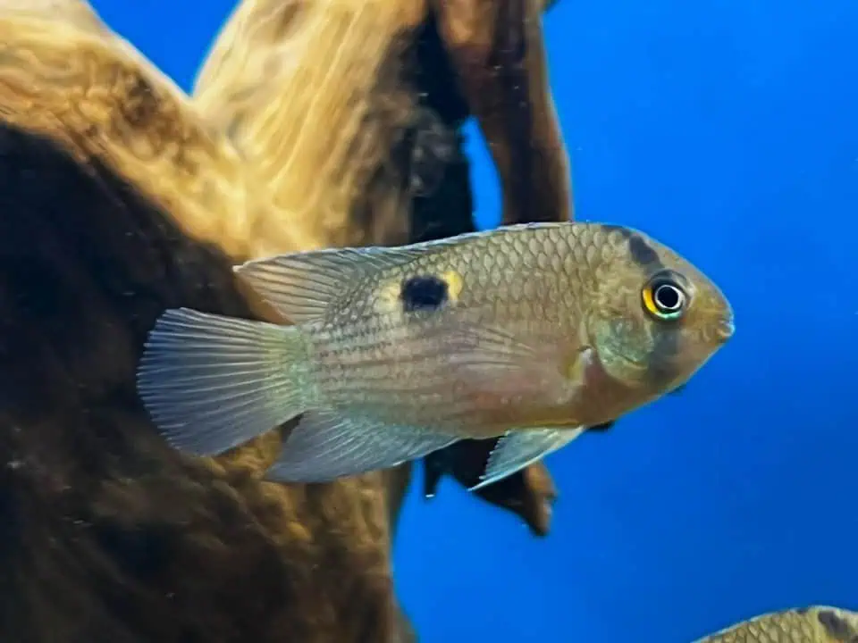 Aequidens maronii - Maronibuntbarsch