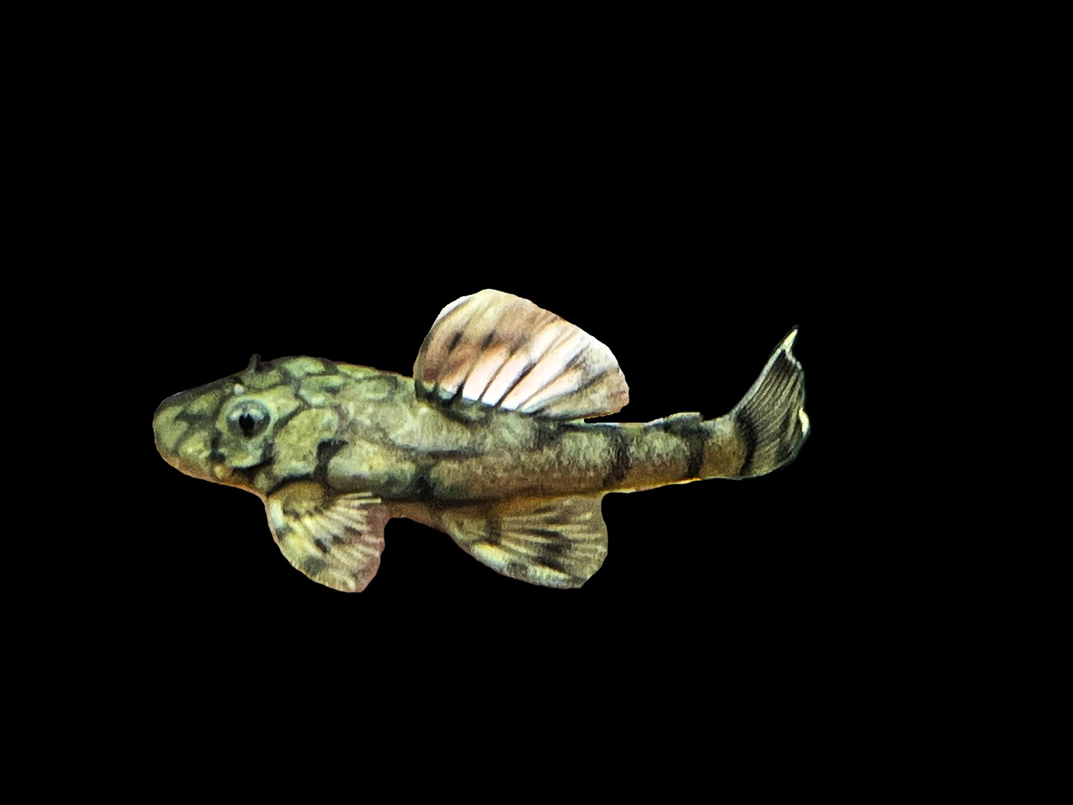 L519 Ancistrus sp. "Rio Itenez" - Rio-Itenez-Wels