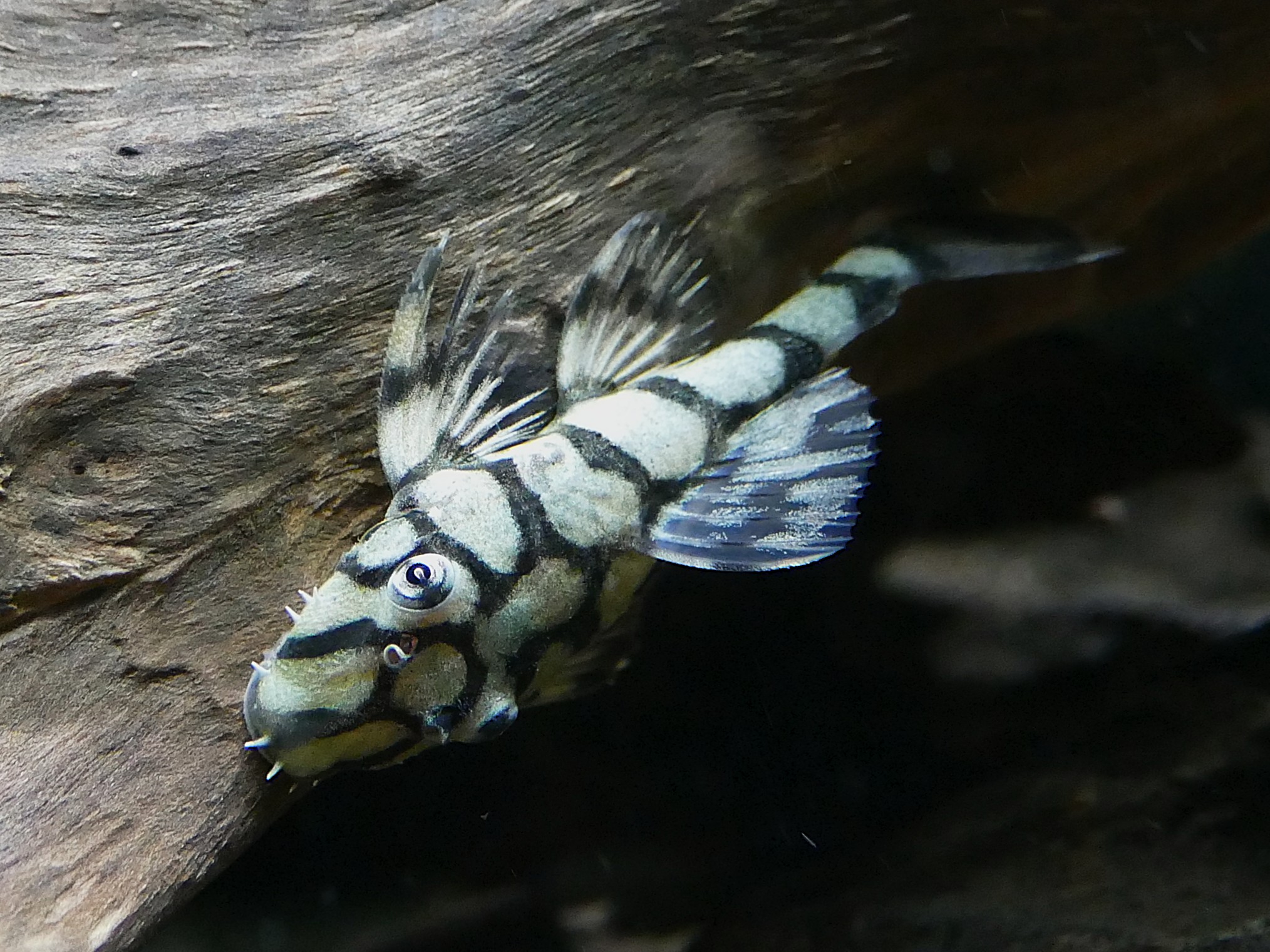 L519 Ancistrus sp. "Rio Itenez" - Wurmlinien Antennenwels