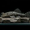 L519 Ancistrus sp. Rio Itenez