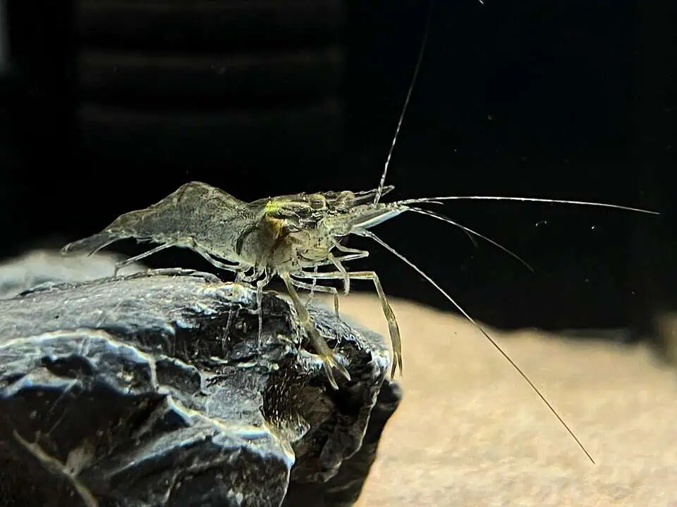 Macrobrachium assamense - Ringelhandgarnele