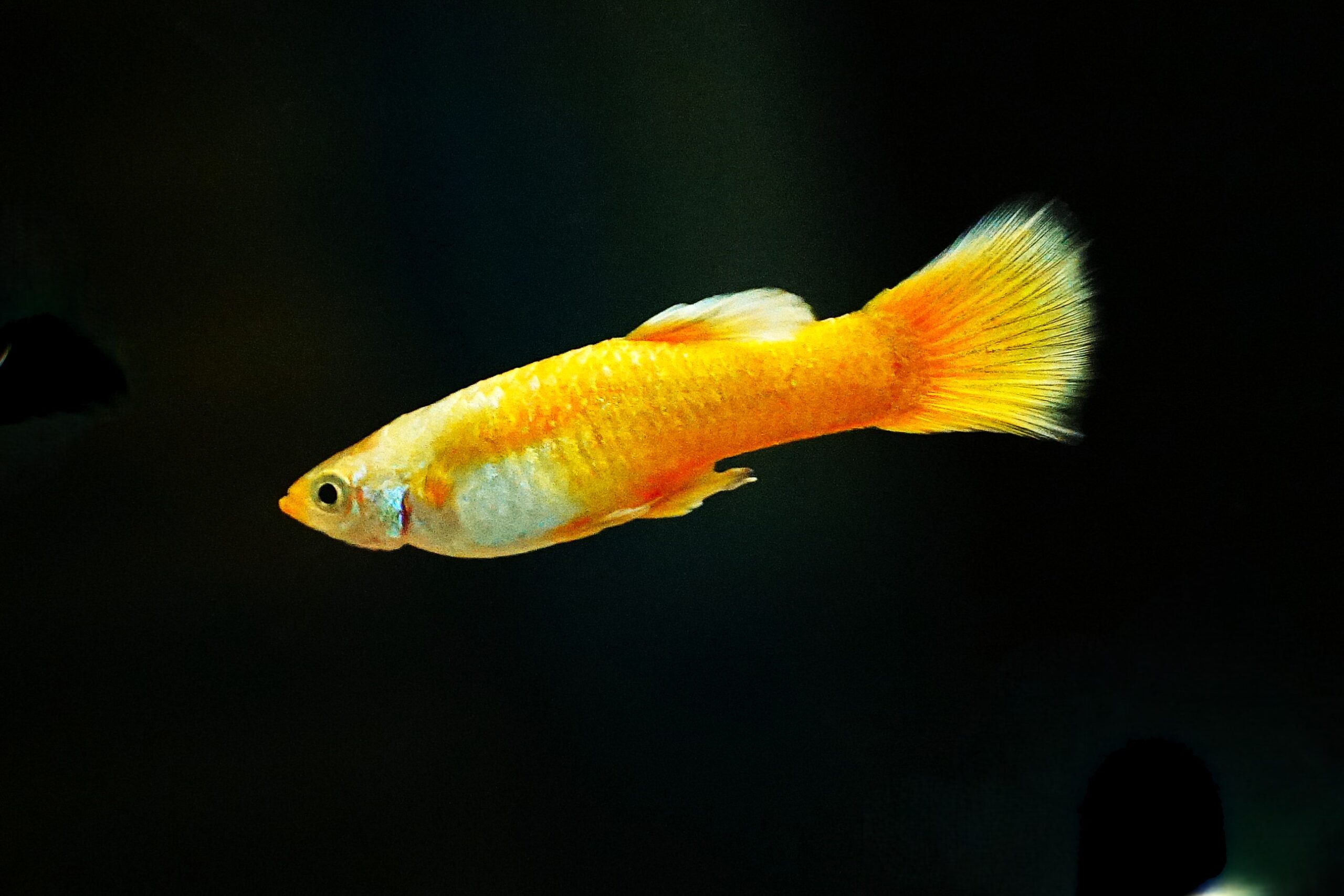 Poecilia reticulata - Guppy full Gold