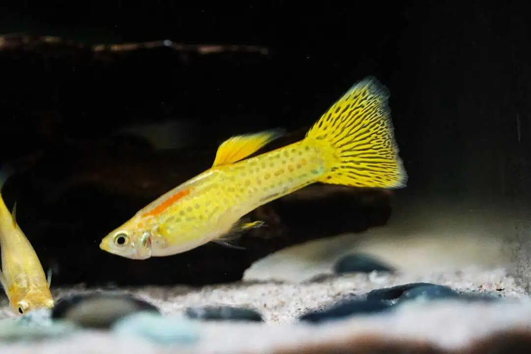 Poecilia reticulata - Guppy cobra yellow