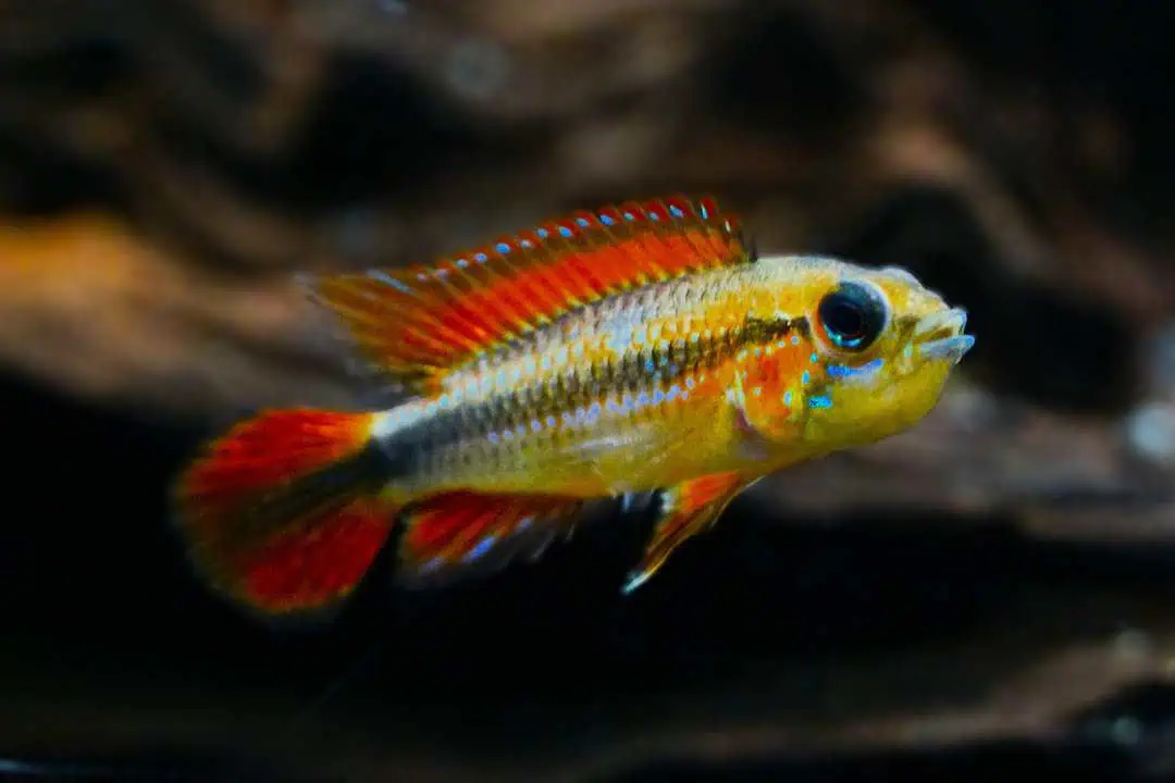 Apistogramma agassizii - Agassiz Zwergbuntbarsch