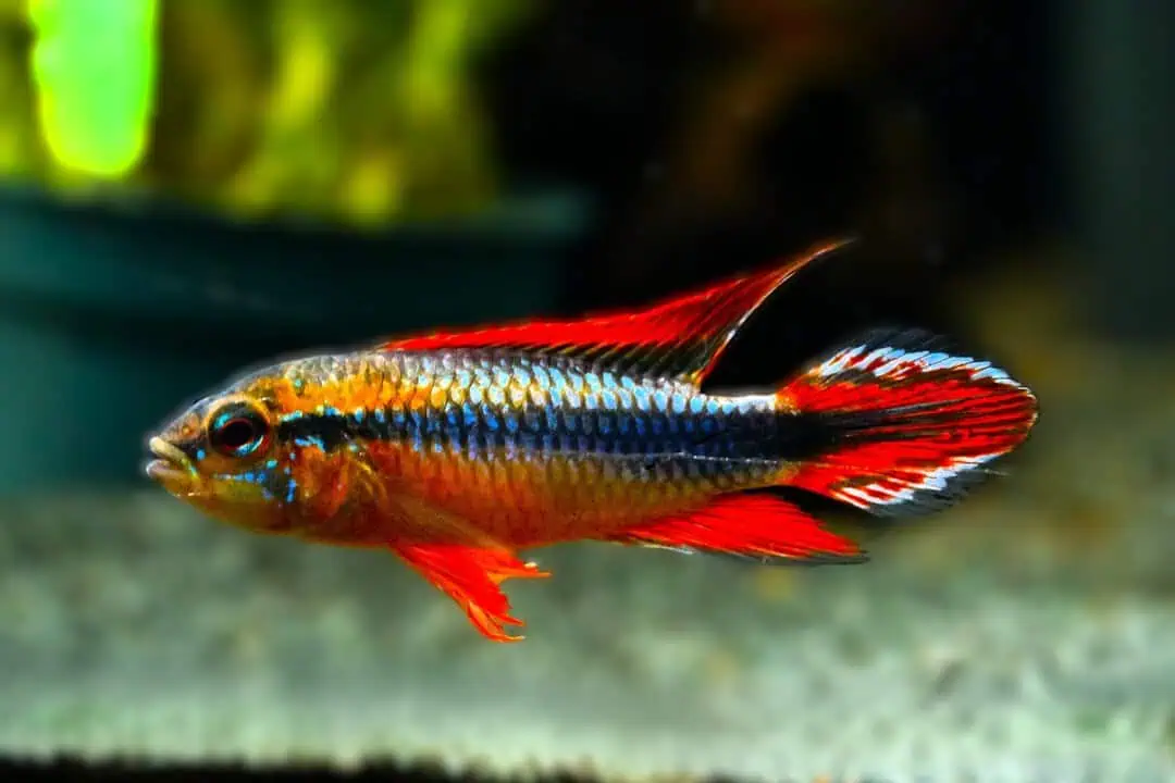 Apistogramma agassizii double red XL - Agassiz Zwergbuntbarsch