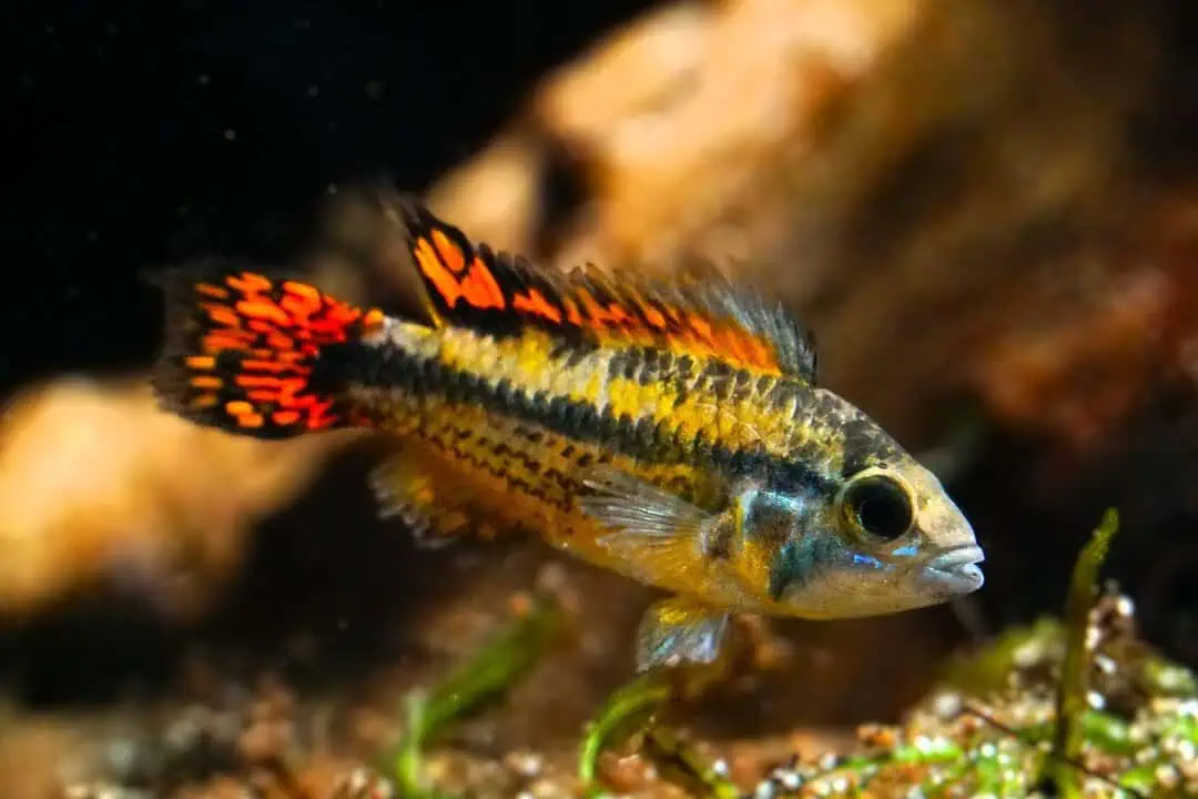 Apistogramma cacatuoides double red - Kakaduzwergbuntbarsch