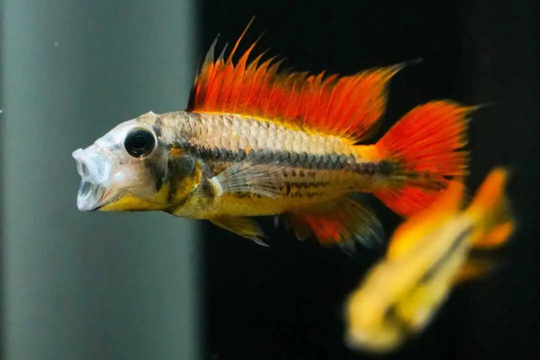 Apistogramma cacatuoides orange XL - Kakaduzwergbuntbarsch