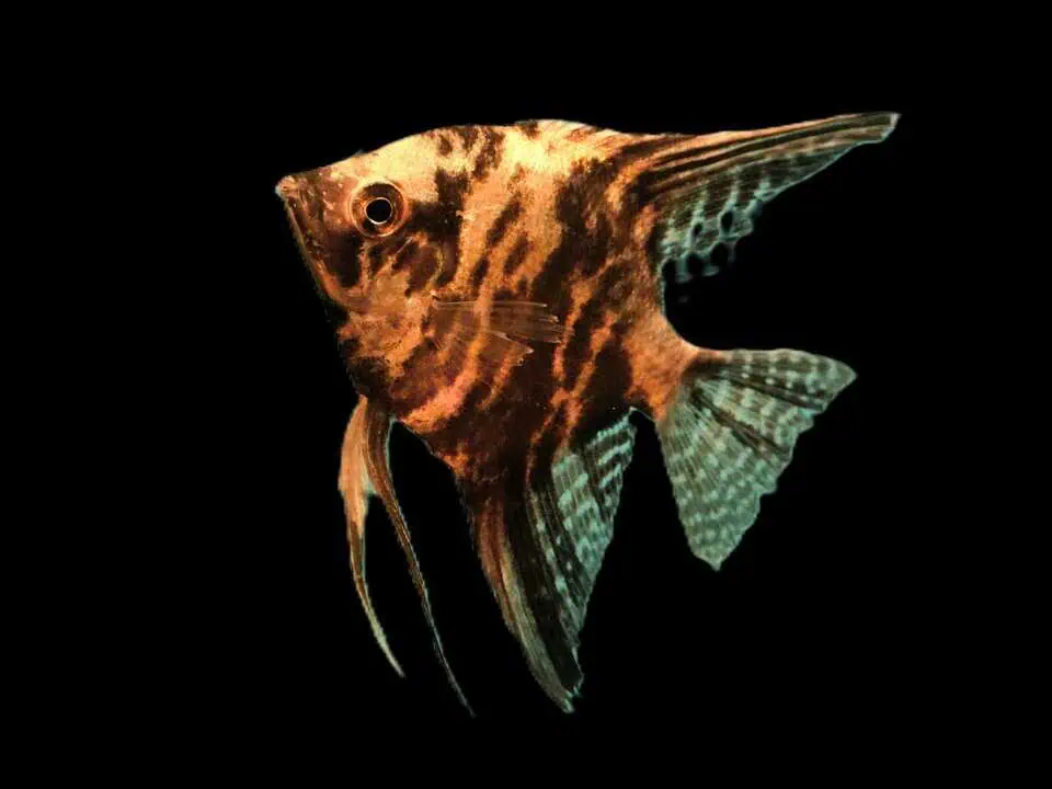 Pterophyllum scalare "Marble" - Skalar Marmor