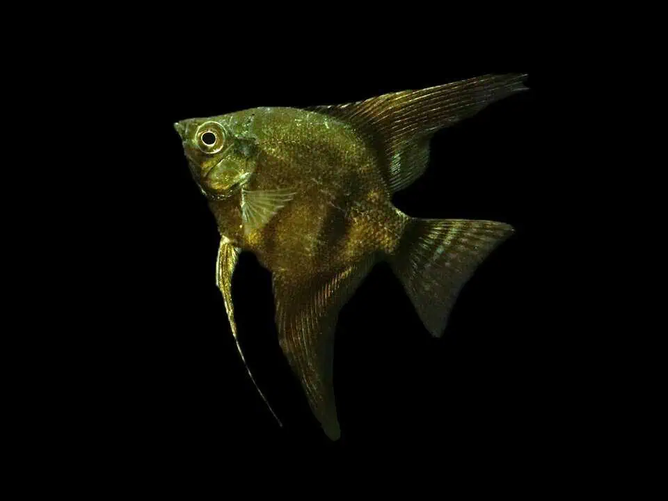 Pterophyllum scalare "Pinoy Smoke" - Pinoy Rauch Skalar