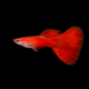 Guppy Flamingo Full Red