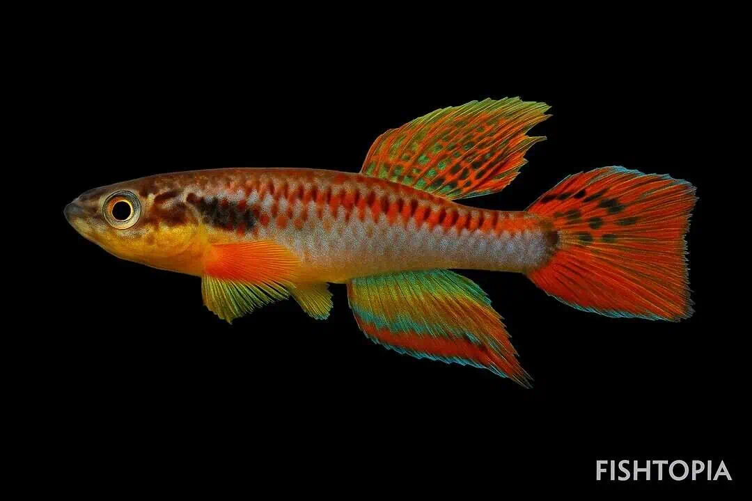 Chromaphyosemion bitaeniatum lagos red - vielfarbiger Kärpfling